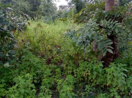 Sales of 10 Plots of Land