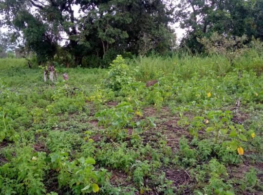 Sales of 10 Plots of Land