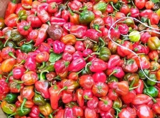 UTC Tomato grade 1