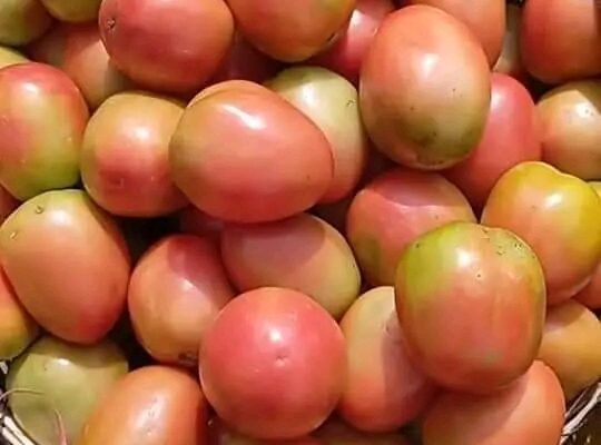 UTC Tomato grade 1