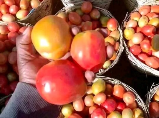 UTC Tomato grade 1