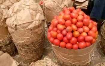 UTC Tomato grade 1