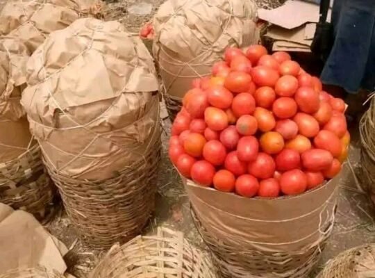 UTC Tomato grade 1