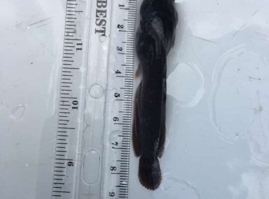 Clarias catfish fingerlings, post fingerlings, juveline and ijebu