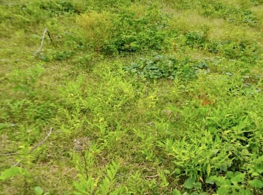 LAND FOR SALE; 1,020sqm