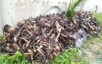 Hybrid plantain suckers