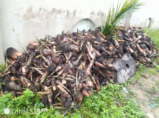 Hybrid plantain suckers