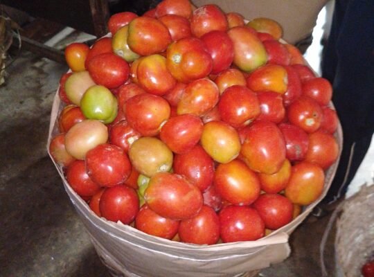 UTC Tomato grade 1