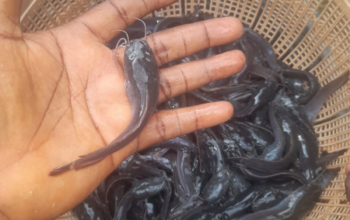 Clarias catfish fingerlings, post fingerlings, juveline and ijebu