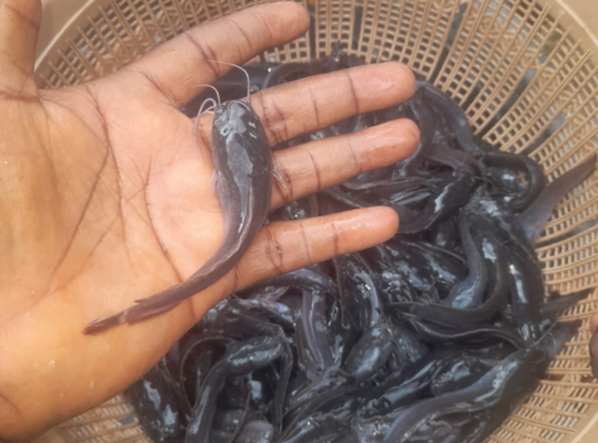 Clarias catfish fingerlings, post fingerlings, juveline and ijebu