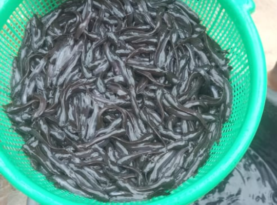 Clarias catfish fingerlings, post fingerlings, juveline and ijebu