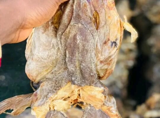 Stockfish marketing outreach!