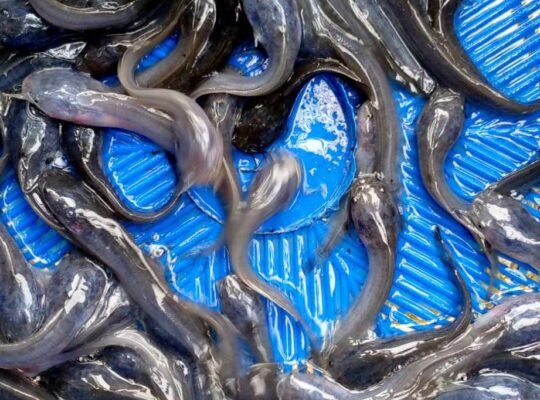 Clarias catfish fingerlings, post fingerlings, juveline and ijebu